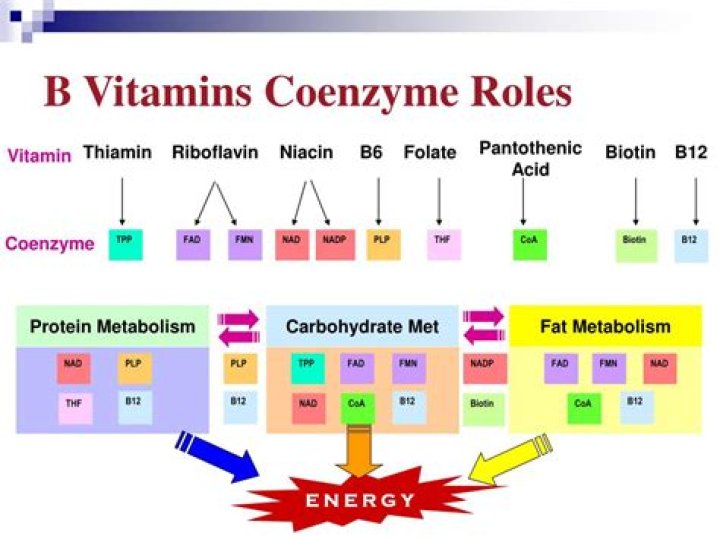 Are all B vitamins coenzymes?