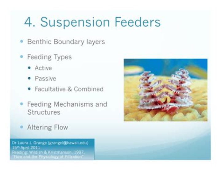 Are Amnions suspension feeders?