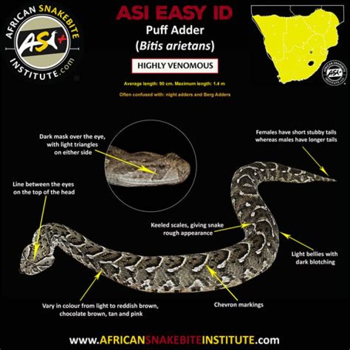 Are baby puff adders poisonous?