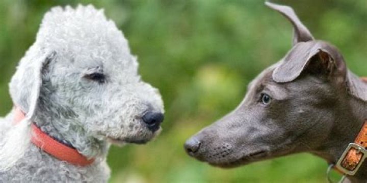 Are Bedlington terriers related to whippets?