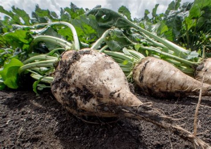 Are beets high in sugar?