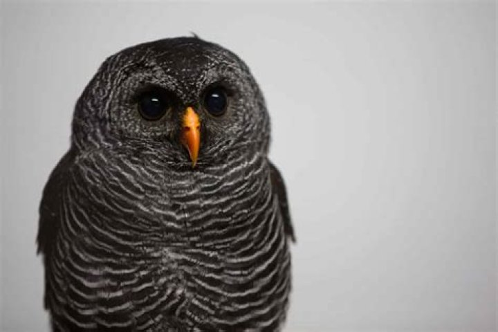 Are Black Owls real?