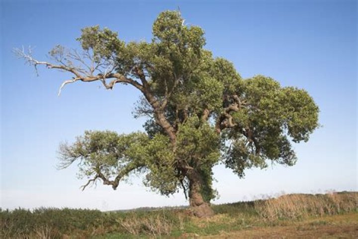 Are Black poplar trees rare?