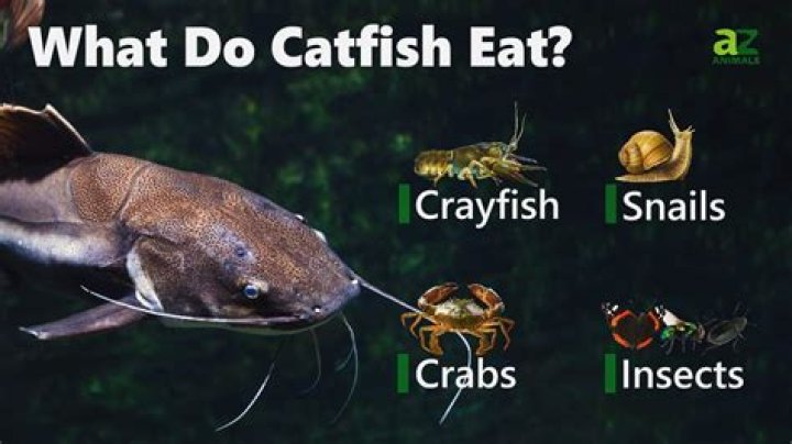 Are channel catfish good to eat?