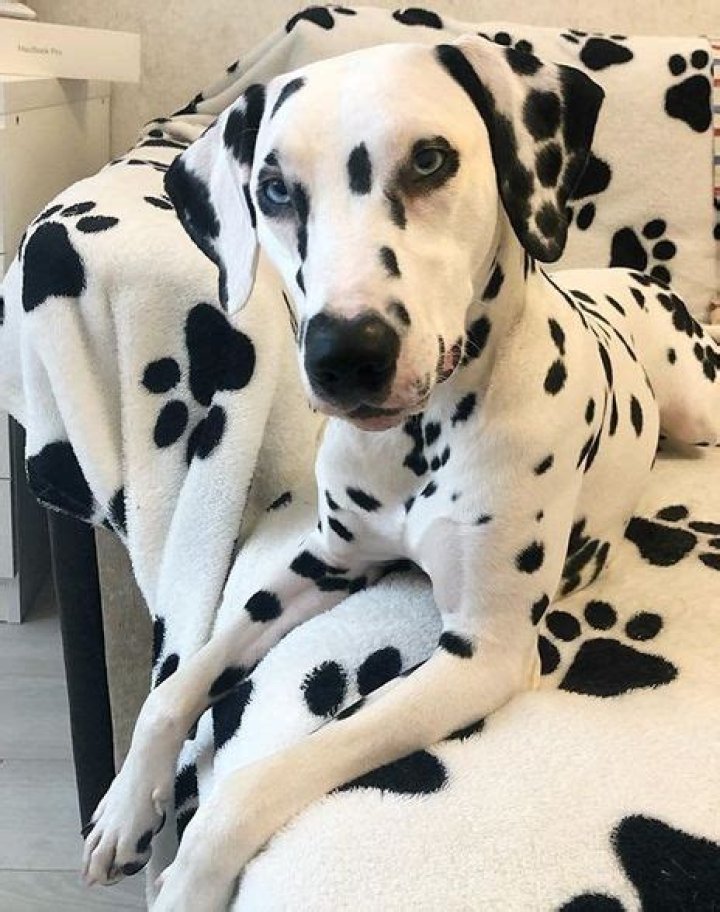 Are Dalmatians not friendly?