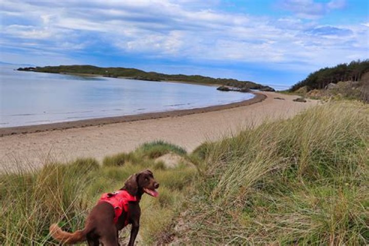 Are dogs allowed on beaches on Anglesey?