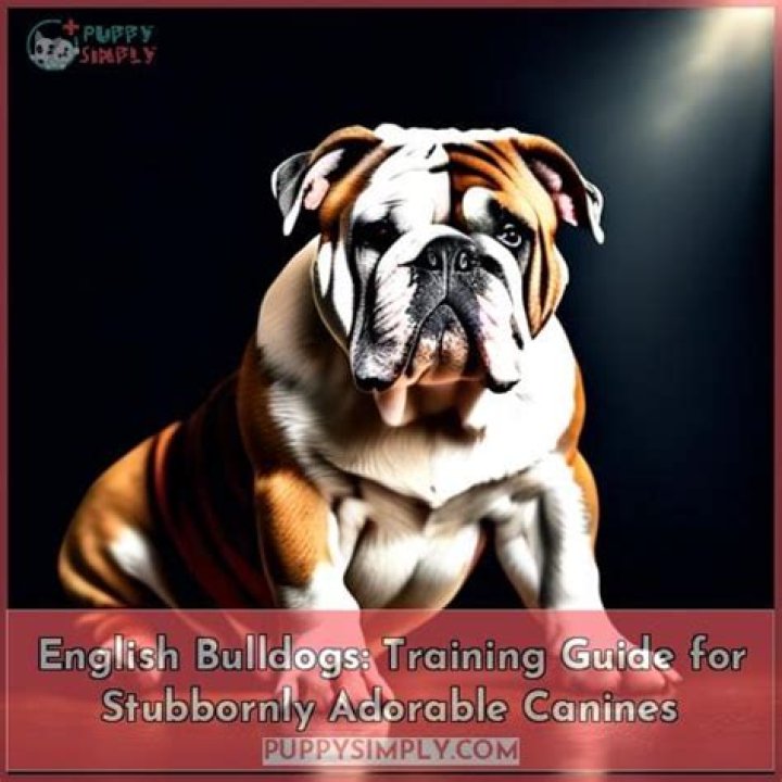 Are English bulldogs easy to train?