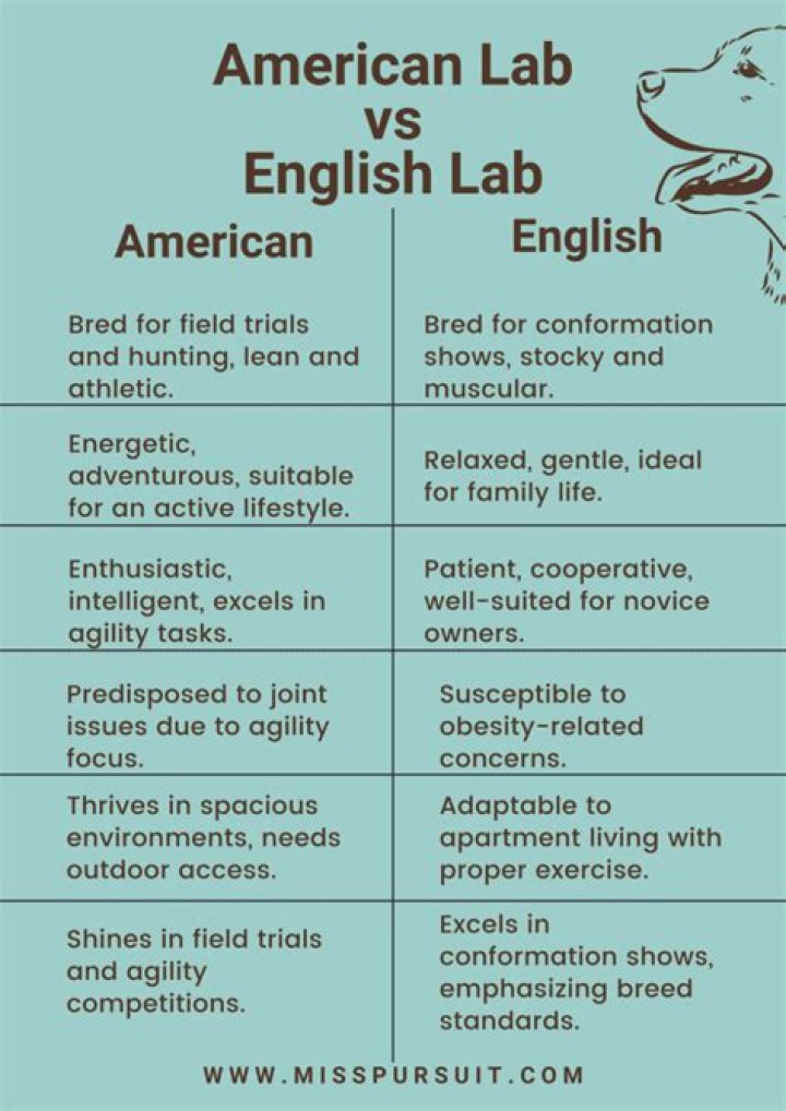 Are English labs more expensive than American?