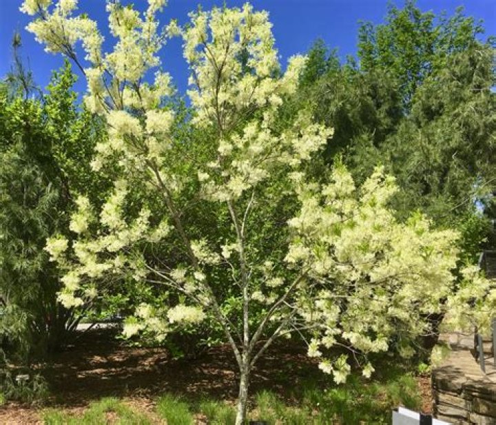 Are fringe trees fast growing?