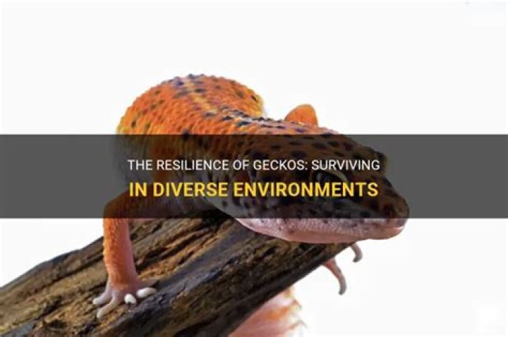 Are geckos resilient?