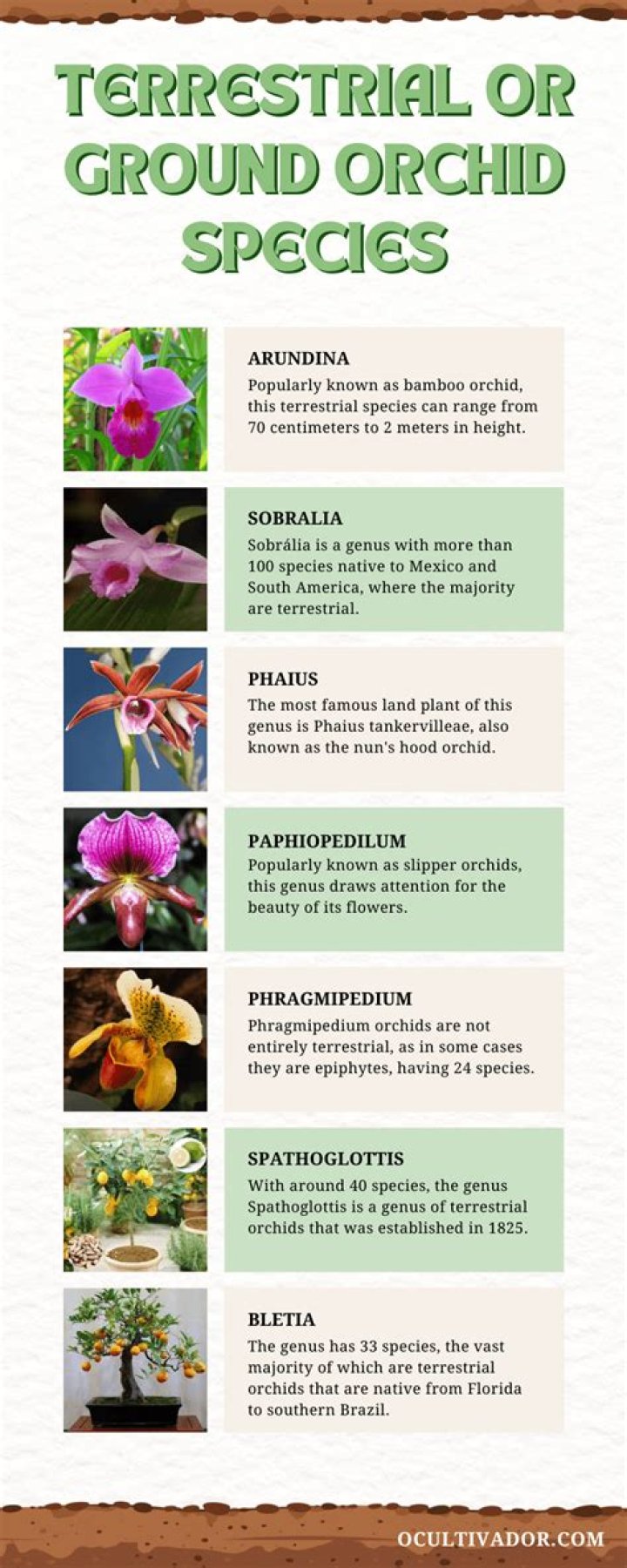 Are ground orchids poisonous?