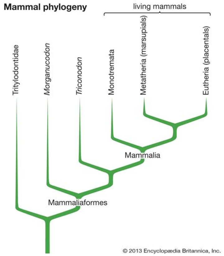 Are humans mammalian species?