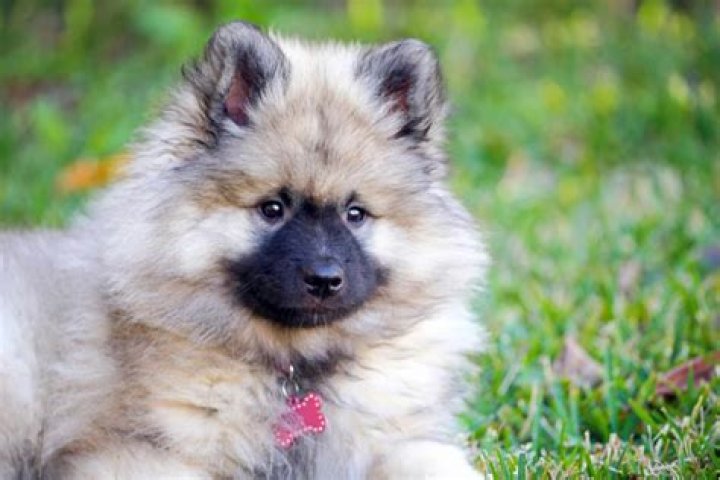 Are Keeshonds aggressive?