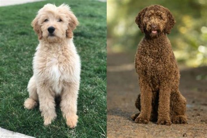 Are Labradoodle puppies hard to train?