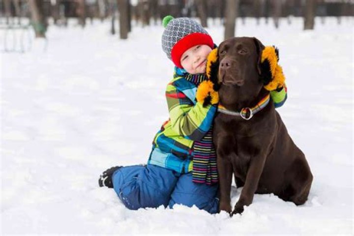 Are Labradors protective of kids?