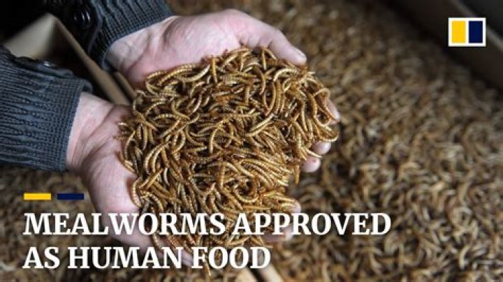 Are mealworms harmful to humans?