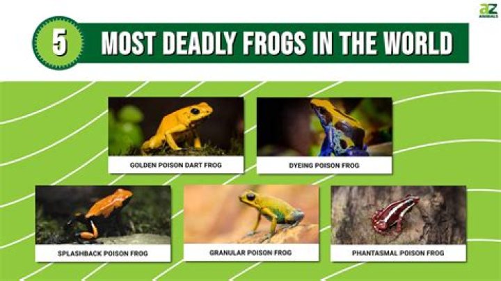 Are milk frogs poisonous to humans?