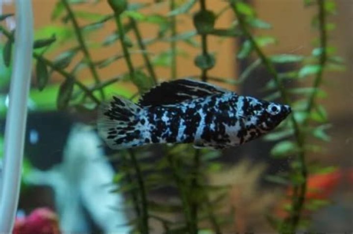 Are molly fish hard to keep?