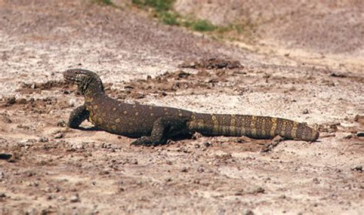 Are monitor lizards legal in Florida?