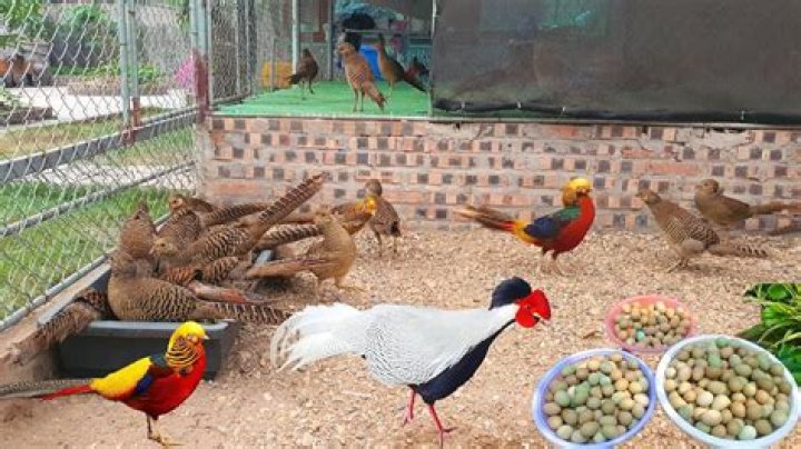 Are pheasants farmed UK?