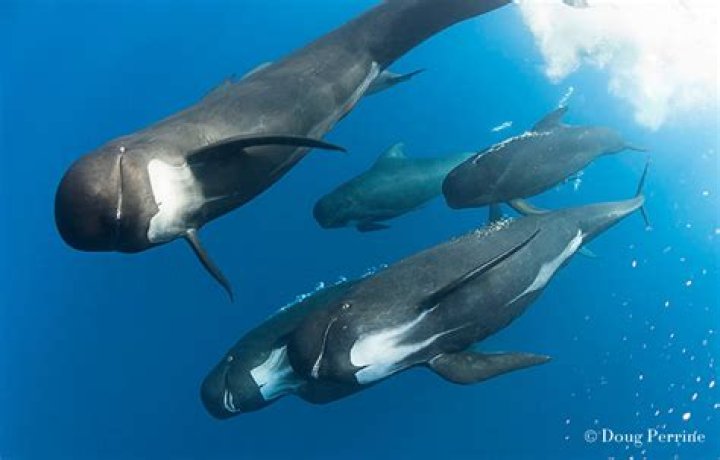 Are pilot whales extinct?