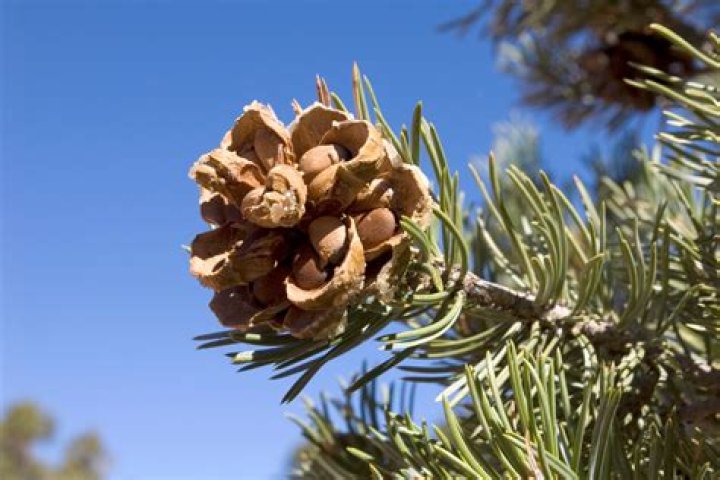 Are pinon nuts good for you?