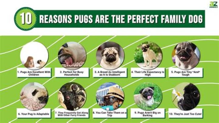 Are pugs good dogs?
