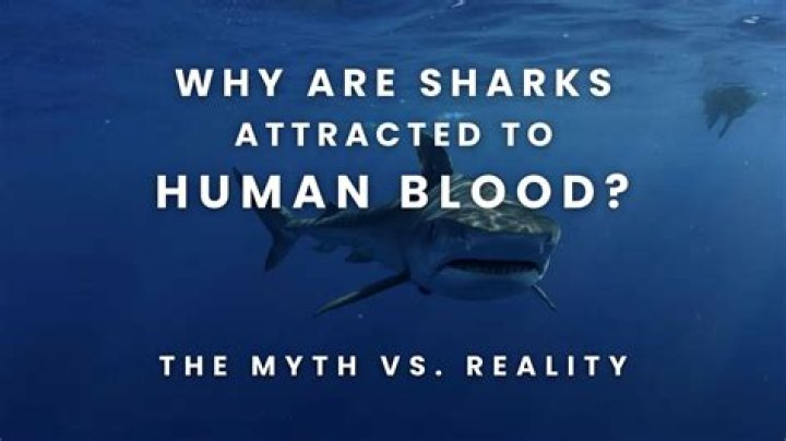 Are sharks actually attracted to human blood?