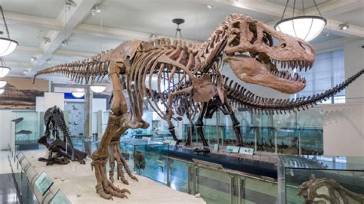 Are the fossils in the Natural History Museum real?