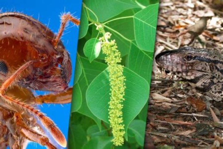Are there any invasive species in Texas?