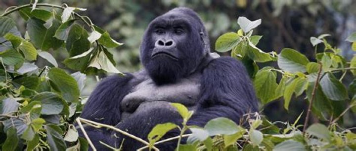 Are there any mountain gorillas left?