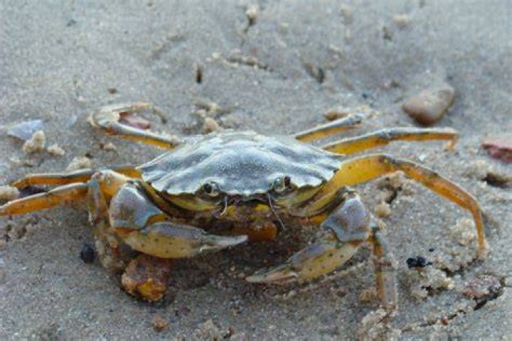 Are there crabs in the Maldives?