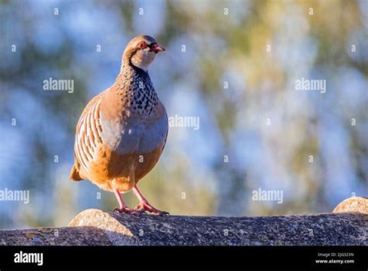 Are there partridges in Spain?