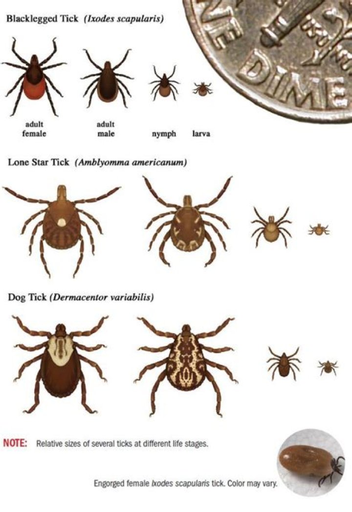 Are there ticks and chiggers in Alaska?