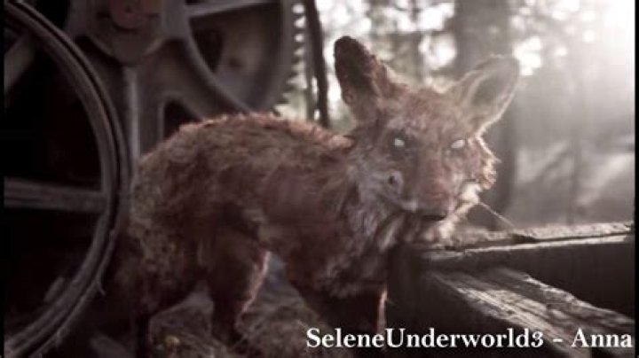 Are there zombie animals in Z Nation?