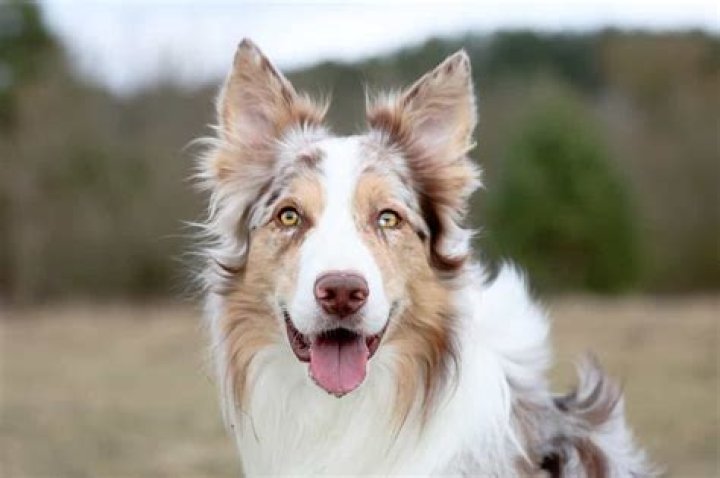 Are Tri Coloured Border Collies rare?