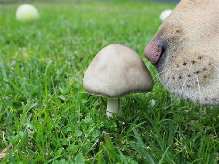 Are white button mushrooms bad for dogs?