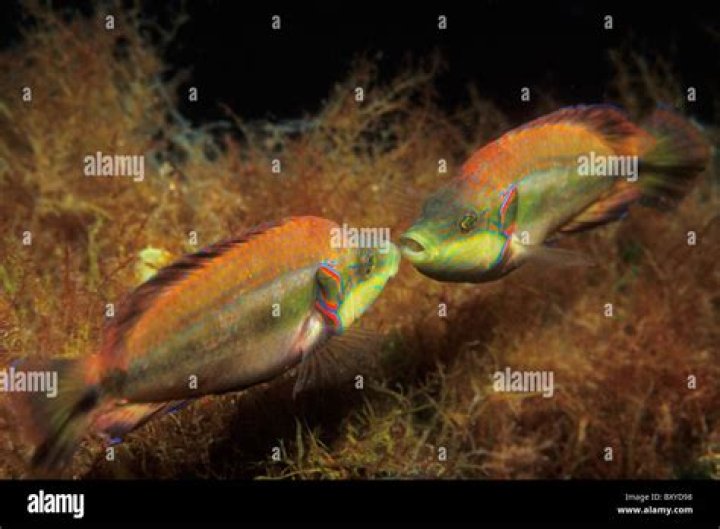 Are wrasse aggressive?