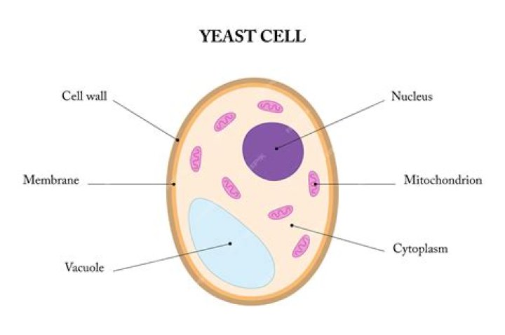 Are yeast cells unicellular?