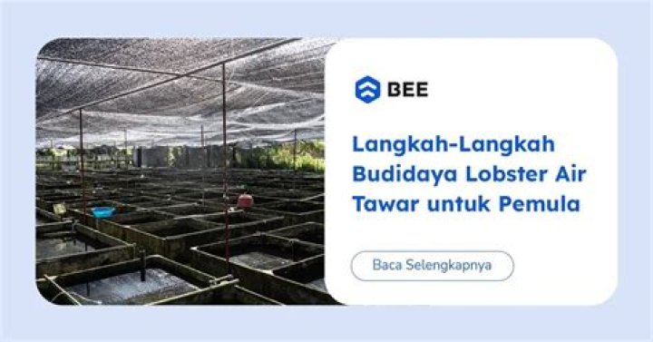 Bagaimana Cara panen benih lobster air tawar?
