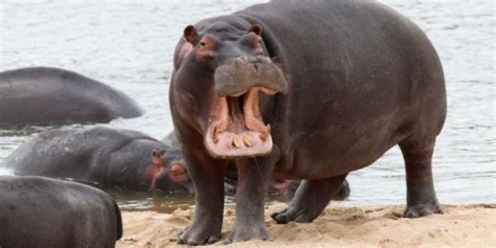 Can a hippopotamus outrun a man?