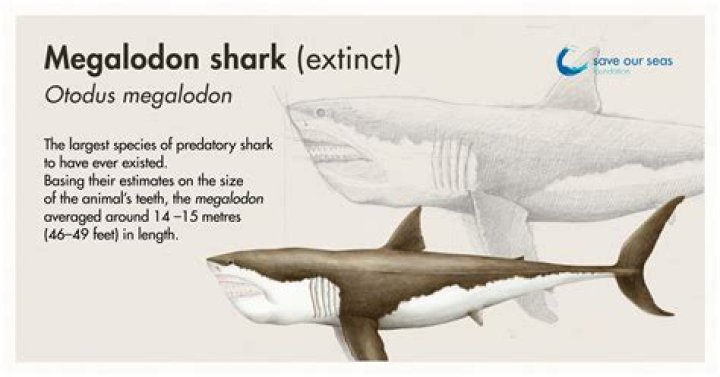 Can a megalodon break a ship?