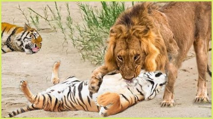 Can a single lion kill a tiger?