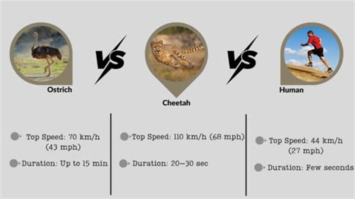 Can an ostrich run 60 mph?