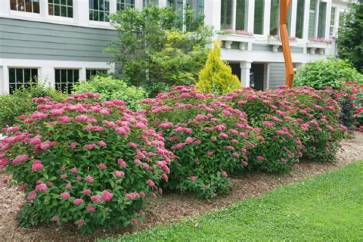 Can barberry be used as a dye?