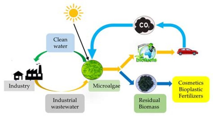 Can biofuels be made from algae?