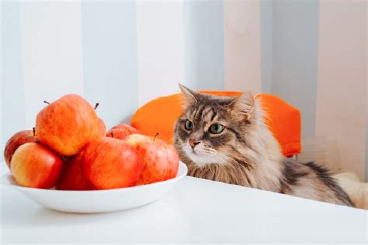 Can cats eat sugar apple?