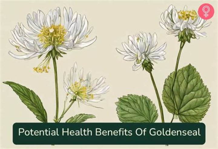 Can goldenseal raise blood pressure?