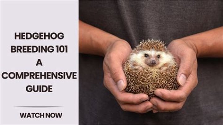 Can hedgehogs cross breed?
