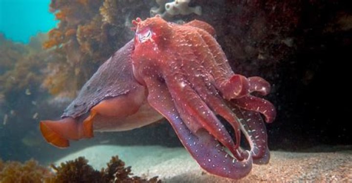 Can I legally own a cuttlefish?